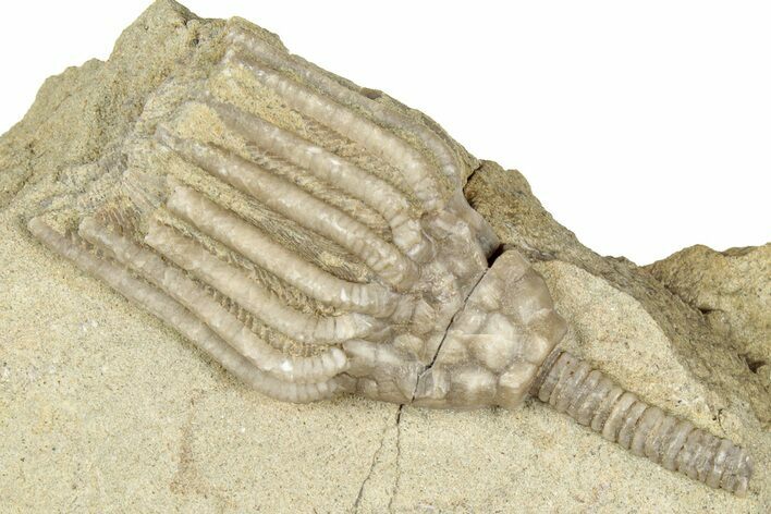 Bargain, Fossil Crinoid (Macrocrinus) - Indiana #326066
